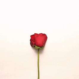 لوگوی سرور Roz Sorkh